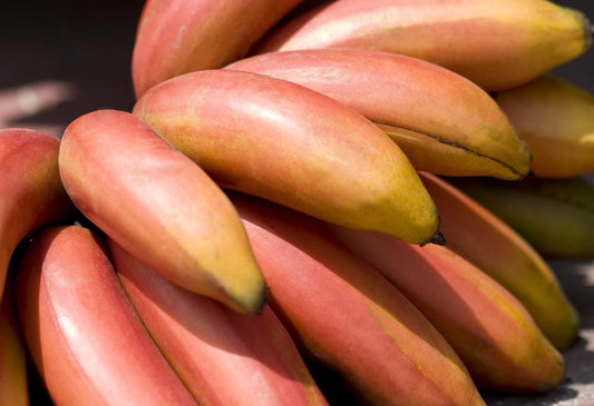 Health Benefits of Red Banana Malt: Nature's Powerhouse