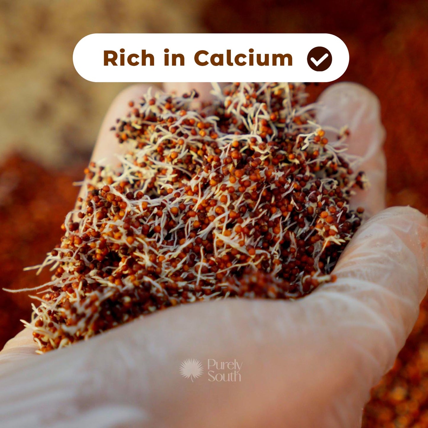 Sprouted Ragi Powder - Calcium Rich Superfood